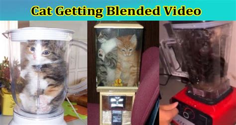 cat in blender original video twitter|cat getting blended real video.